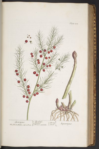 Levy 332, Sparagus, "A Curious Herbal" tekijältä Elizabeth Blackwell