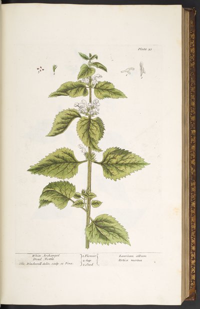 Levy 33, valkoinen arkkienkeli kuollut nokkonen, "A Curious Herbal" tekijältä Elizabeth Blackwell