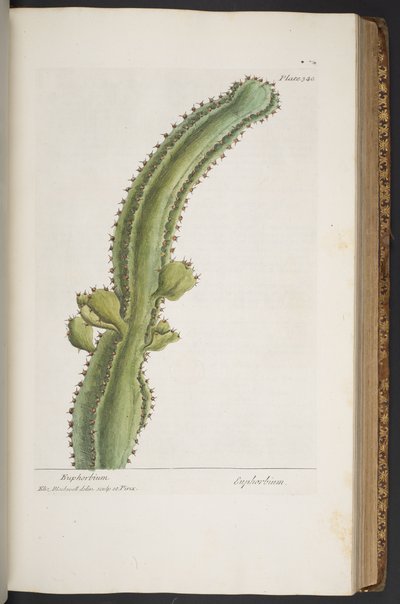 Levy 340, "A Curious Herbal" tekijältä Elizabeth Blackwell