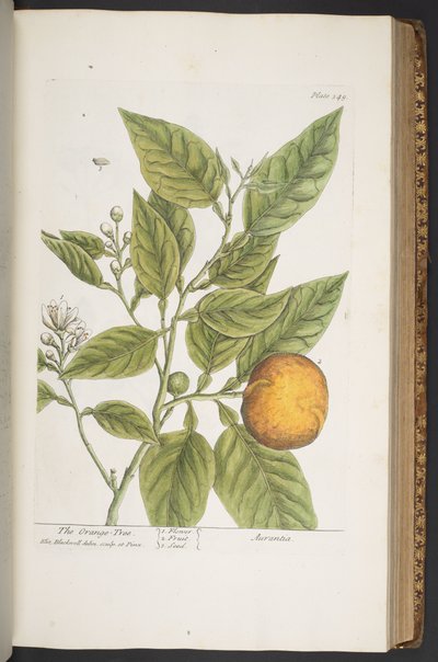 Levy 349, "A Curious Herbal" tekijältä Elizabeth Blackwell
