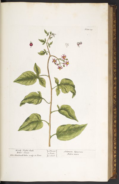 Lauta 34, Woody Night-Shade, Bitter Sweet, "A Curious Herbal" tekijältä Elizabeth Blackwell