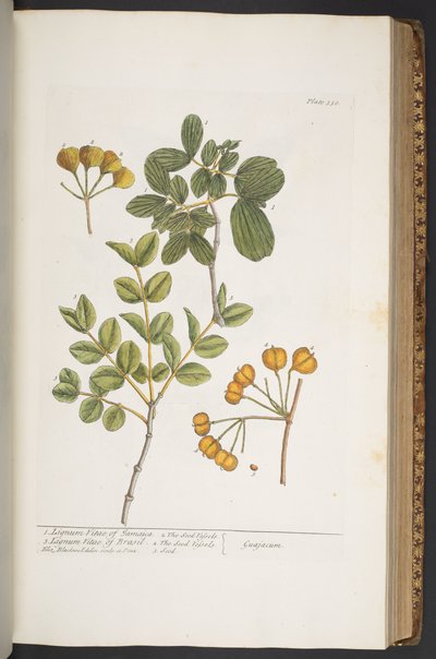 Levy 350, "A Curious Herbal" tekijältä Elizabeth Blackwell