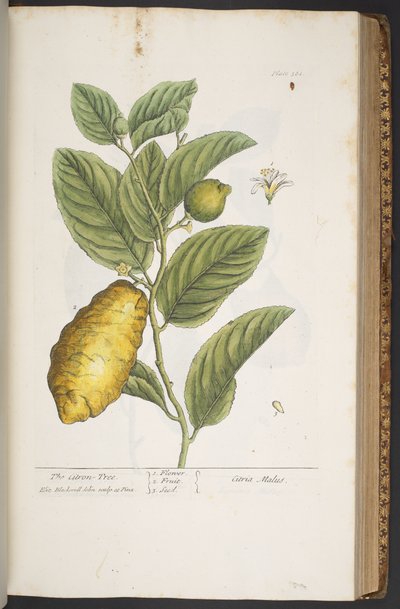 Levy 361, "A Curious Herbal" tekijältä Elizabeth Blackwell