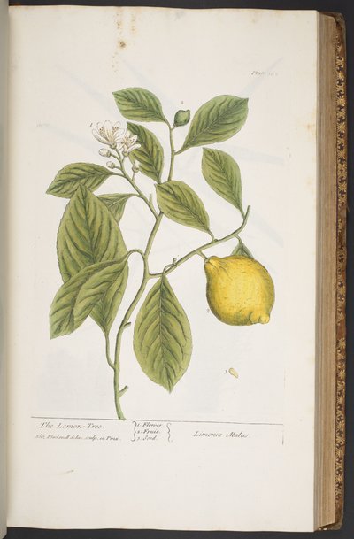 Levy 362, "A Curious Herbal" tekijältä Elizabeth Blackwell