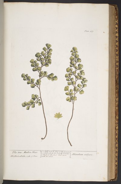 Levy 367, "A Curious Herbal" tekijältä Elizabeth Blackwell