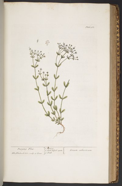 Levy 368, "A Curious Herbal" tekijältä Elizabeth Blackwell