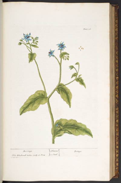 Levy 36, Borrage, "A Curious Herbal" tekijältä Elizabeth Blackwell