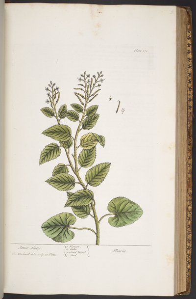 Levy 372, "A Curious Herbal" tekijältä Elizabeth Blackwell