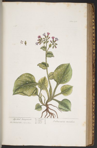 Levy 376, "A Curious Herbal" tekijältä Elizabeth Blackwell