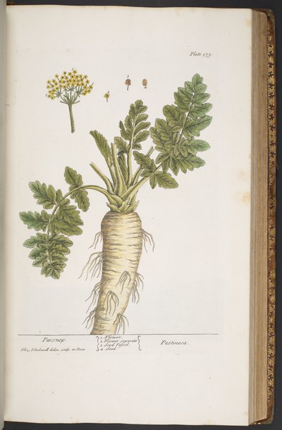 Levy 379, "A Curious Herbal" tekijältä Elizabeth Blackwell