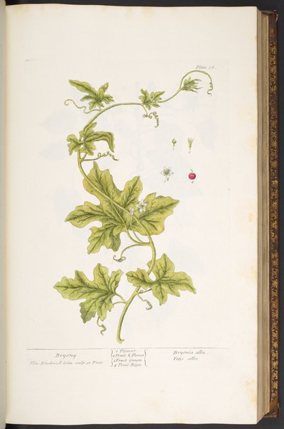 Levy 37, Bryony, "A Curious Herbal" tekijältä Elizabeth Blackwell