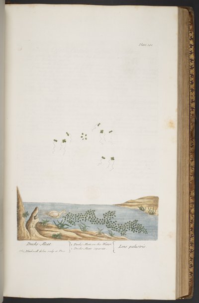 Levy 380, "A Curious Herbal" tekijältä Elizabeth Blackwell