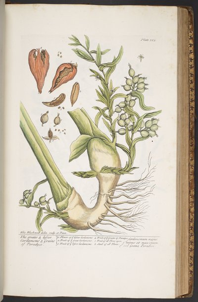 Làmina 385, de "Una herba curiosa" finlandesa tekijältä Elizabeth Blackwell