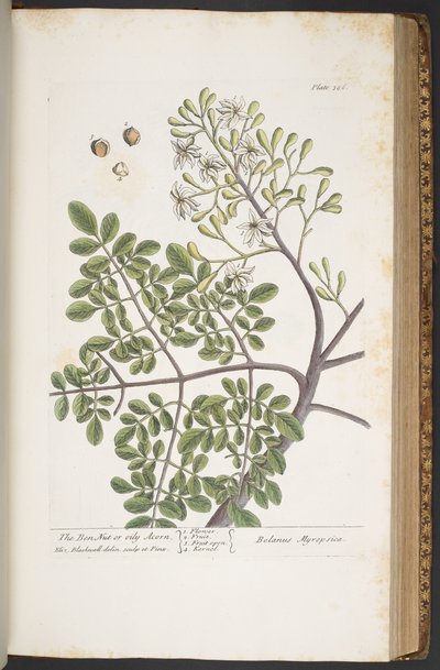 Làmina 386, de "Una herba curiosa" finlandesa tekijältä Elizabeth Blackwell
