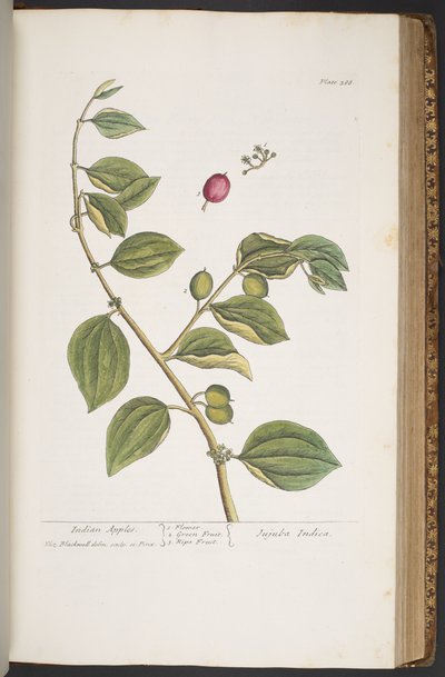 Levy 388, "A Curious Herbal" tekijältä Elizabeth Blackwell