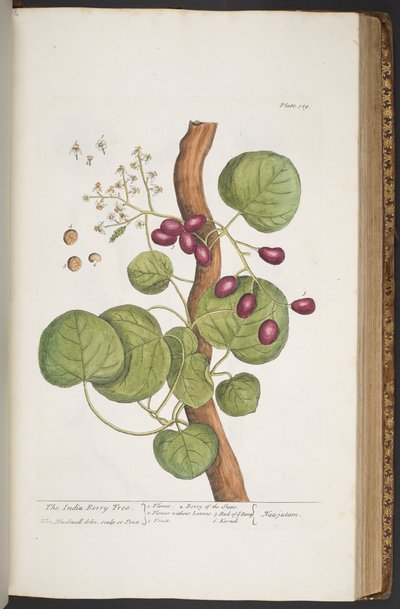 Levy 389, "A Curious Herbal" tekijältä Elizabeth Blackwell