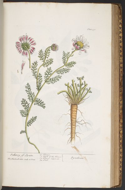 Levy 390, Pellitory of Spain, teoksesta "A Curious Herbal" tekijältä Elizabeth Blackwell