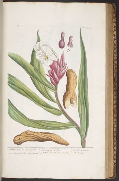 Levy 394, "A Curious Herbal" tekijältä Elizabeth Blackwell