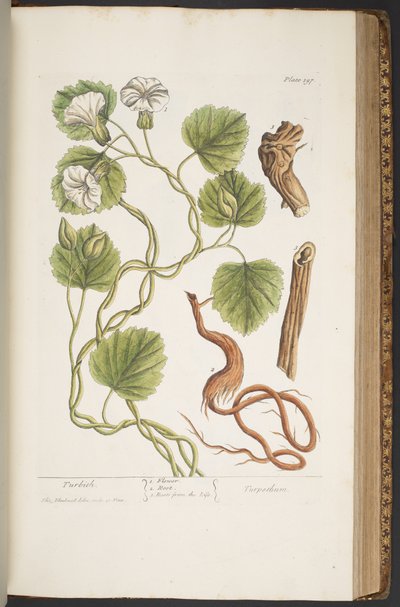 Levy 397, "A Curious Herbal" tekijältä Elizabeth Blackwell