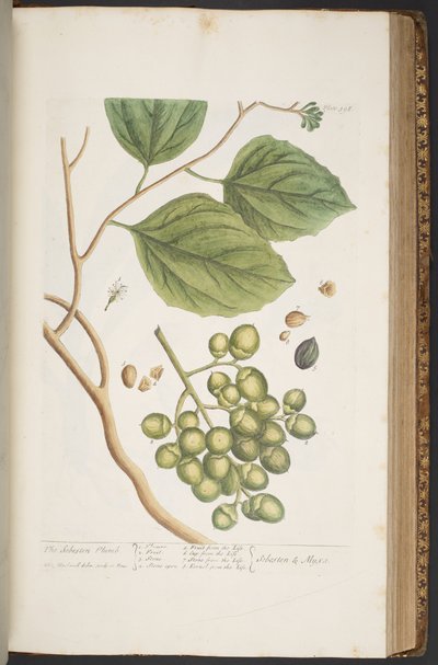 Levy 398, "A Curious Herbal" tekijältä Elizabeth Blackwell