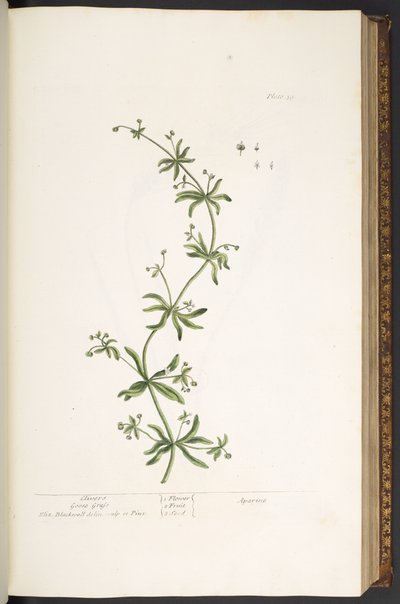 Lauta 39, Clivers, Goose Grass, "A Curious Herbal" tekijältä Elizabeth Blackwell