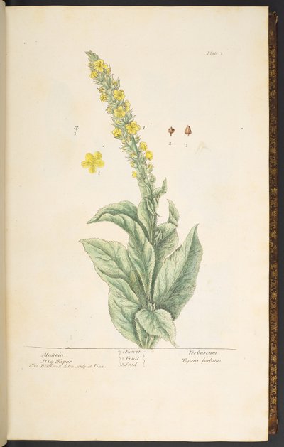 Levy 3, Mullein, "A Curious Herbal" tekijältä Elizabeth Blackwell