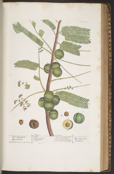 Lauta 400, "A Curious Herbal" tekijältä Elizabeth Blackwell