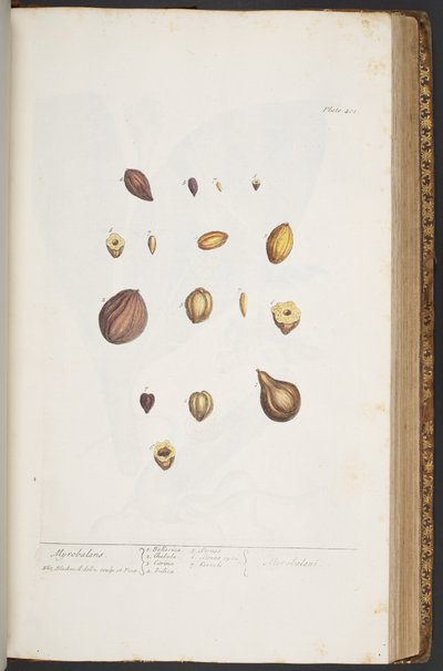 Levy 401, "A Curious Herbal" tekijältä Elizabeth Blackwell