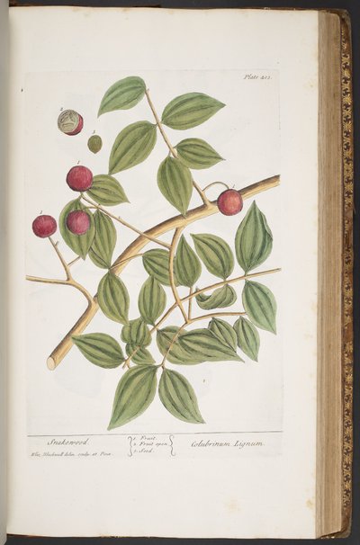 Levy 403, "A Curious Herbal" tekijältä Elizabeth Blackwell