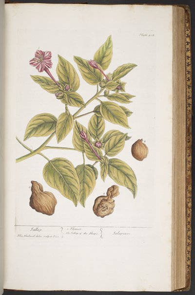 Levy 404, "A Curious Herbal" tekijältä Elizabeth Blackwell