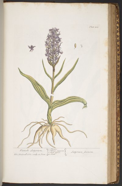 Levy 405, "A Curious Herbal" tekijältä Elizabeth Blackwell