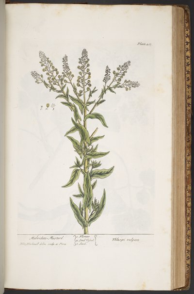 Làmina 407, de "A Curious Herbal" finlandès tekijältä Elizabeth Blackwell