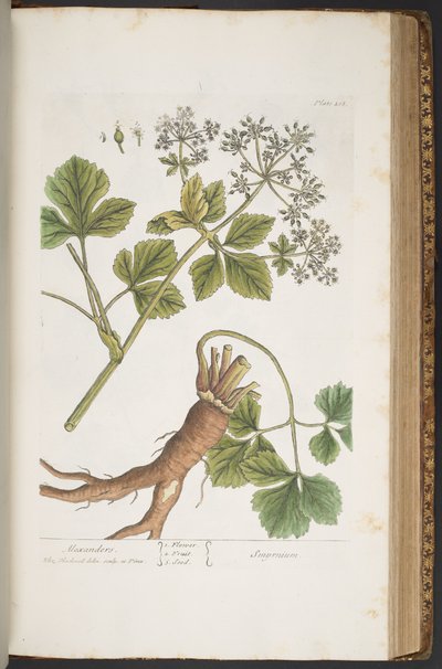 Levy 408, Alexanders, "A Curious Herbal" tekijältä Elizabeth Blackwell