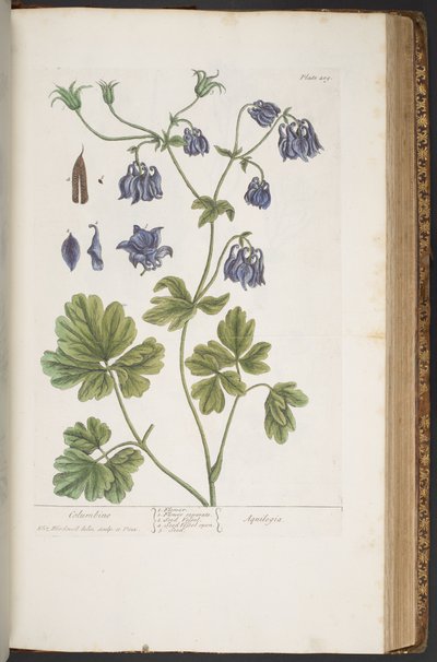 Levy 409, "A Curious Herbal" tekijältä Elizabeth Blackwell