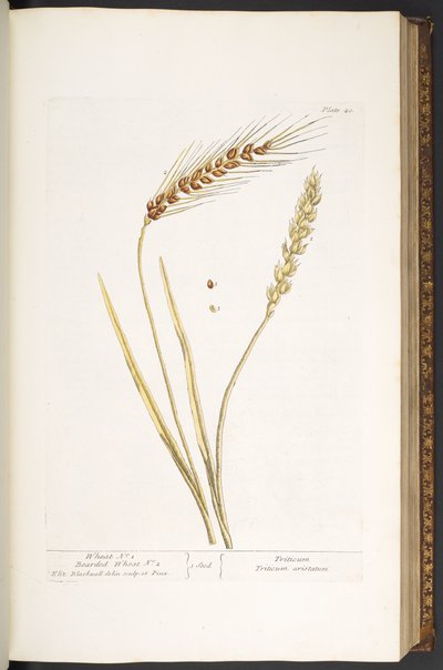 Lauta 40, vehnä ja parrakas vehnä, "A Curious Herbal" tekijältä Elizabeth Blackwell