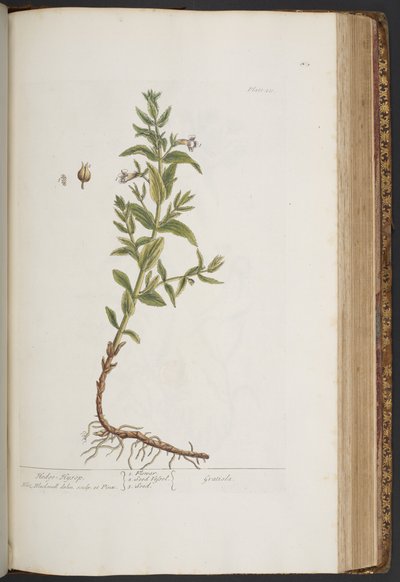 Levy 411, "A Curious Herbal" tekijältä Elizabeth Blackwell
