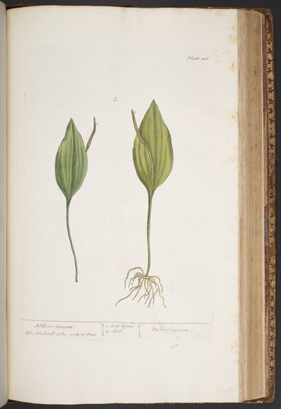 Levy 416, "A Curious Herbal" tekijältä Elizabeth Blackwell