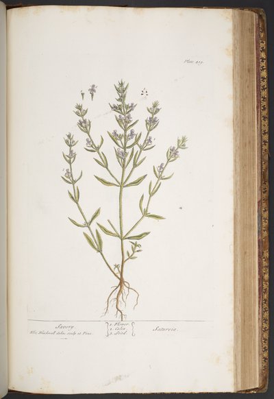 Levy 419, "A Curious Herbal" tekijältä Elizabeth Blackwell