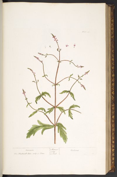 Levy 41, Vervain, "A Curious Herbal" tekijältä Elizabeth Blackwell