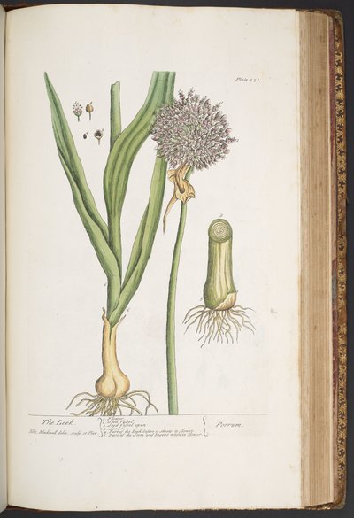Levy 421, "A Curious Herbal" tekijältä Elizabeth Blackwell