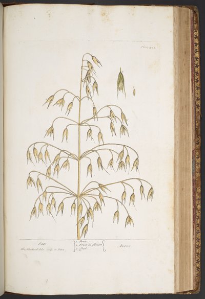 Levy 422, "A Curious Herbal" tekijältä Elizabeth Blackwell