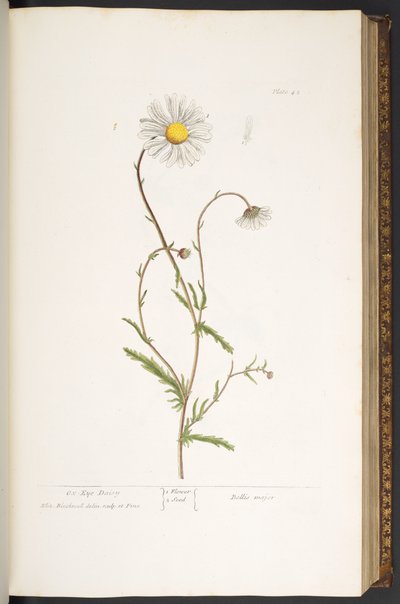 Levy 42, Ox-Eye Daisy, "A Curious Herbal" tekijältä Elizabeth Blackwell