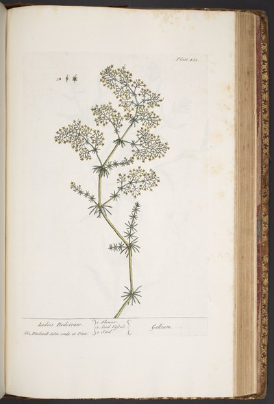 Levy 435, Ladies Bedstraw, "A Curious Herbal" tekijältä Elizabeth Blackwell