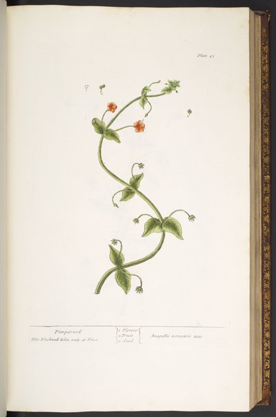 Levy 43, Pimpernell, "A Curious Herbal" tekijältä Elizabeth Blackwell