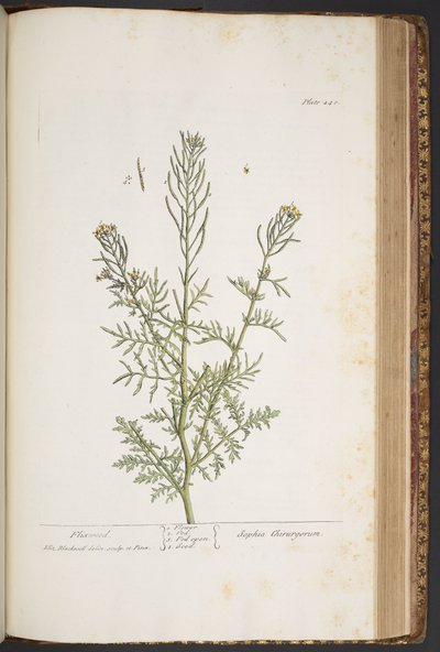 Levy 440, "A Curious Herbal" tekijältä Elizabeth Blackwell