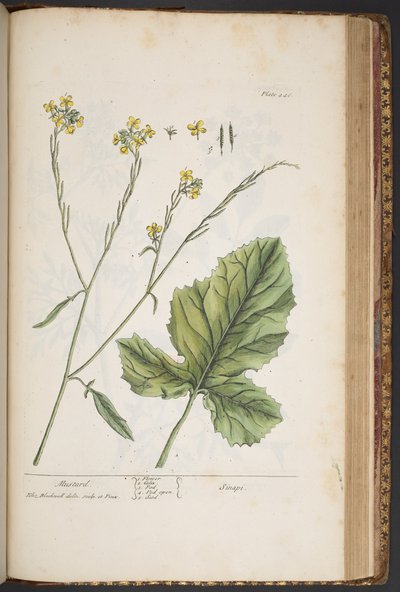 Levy 446, "A Curious Herbal" tekijältä Elizabeth Blackwell