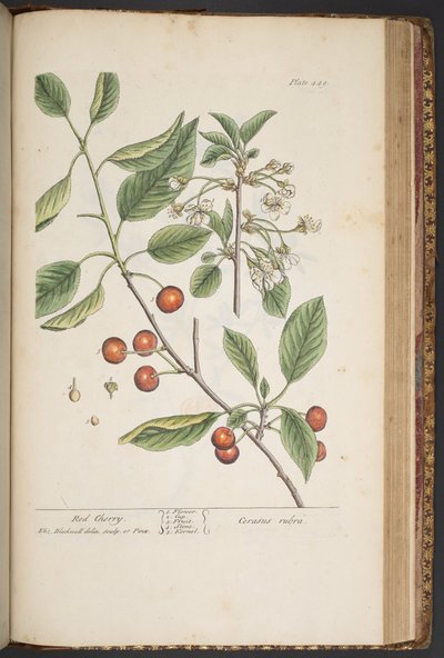 Levy 449, "A Curious Herbal" tekijältä Elizabeth Blackwell