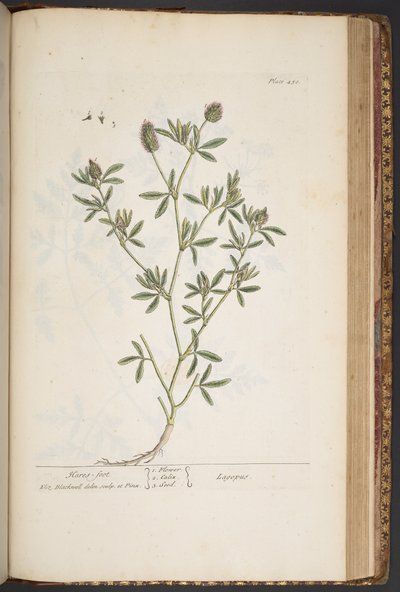 Levy 450, "A Curious Herbal" tekijältä Elizabeth Blackwell