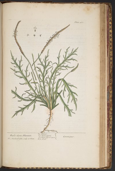 Levy 460, "A Curious Herbal" tekijältä Elizabeth Blackwell