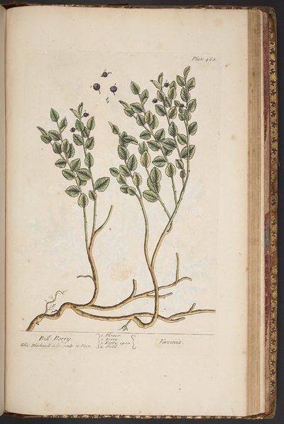 Levy 463, "A Curious Herbal" tekijältä Elizabeth Blackwell